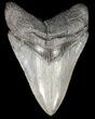 Serrated, Bluish-Grey, Megalodon Tooth - Georgia #52410-1